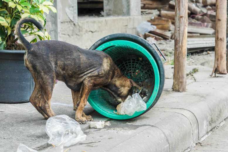 COVID-19 : l'étude concernant une éventuelle transmission du virus par les chiens errants remise en cause par plusieurs scientifiques