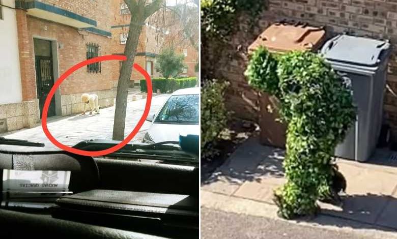 Confinement : déguisés en chien, en sacs poubelles ou en buisson, ils tentent de sortir malgré le confinement.