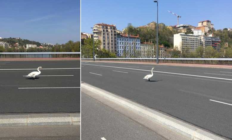 Lyon, Paris, San Francisco, les animaux investissent les villes