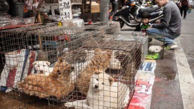 Shenzen devient la première ville chinoise à interdire la vente de viande de chiens et de chats