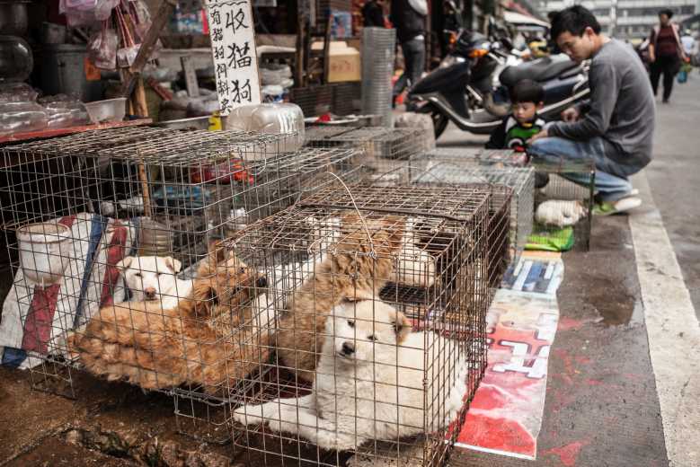 Shenzen devient la première ville chinoise à interdire la vente de viande de chiens et de chats
