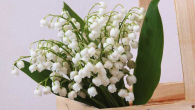 Muguet : Où acheter votre brin de muguet cette année... Et d'où vient la tradition ?