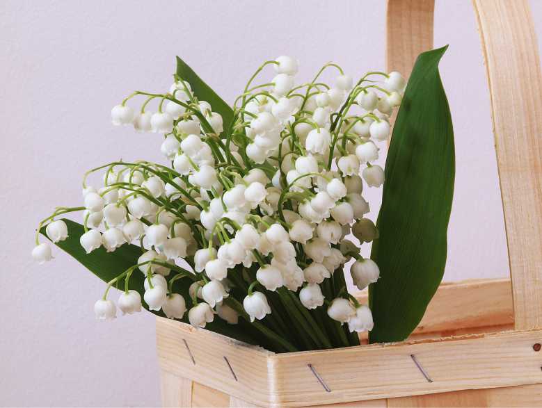 Muguet : Où acheter votre brin de muguet cette année... Et d'où vient la tradition ?