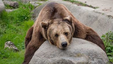 La Chine veut utiliser la bile d'ours pour soigner du COVID-19 !