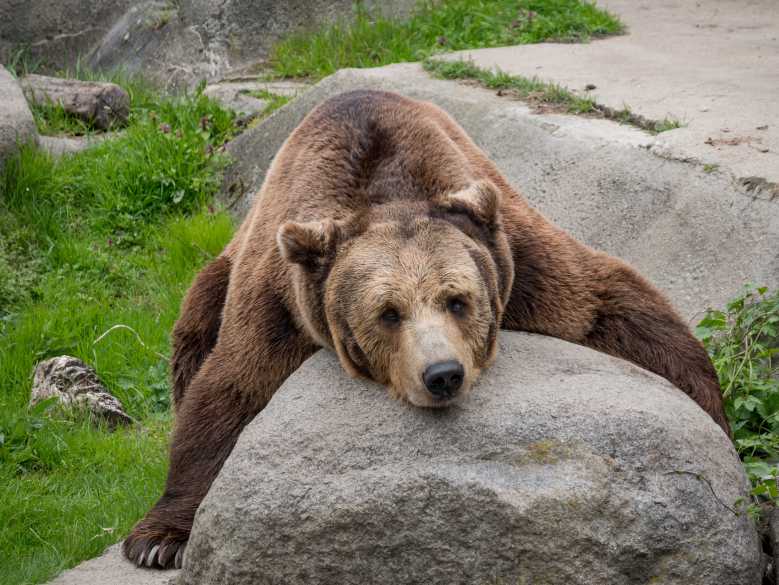 La Chine veut utiliser la bile d'ours pour soigner du COVID-19 !