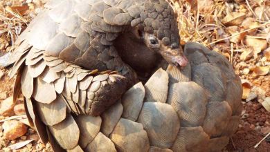 Accusés d'être à l'origine de la pandémie les pangolins sont victimes d'un braconnage intensif