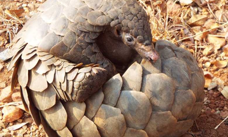 Accusés d'être à l'origine de la pandémie les pangolins sont victimes d'un braconnage intensif