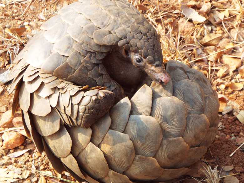 Accusés d'être à l'origine de la pandémie les pangolins sont victimes d'un braconnage intensif