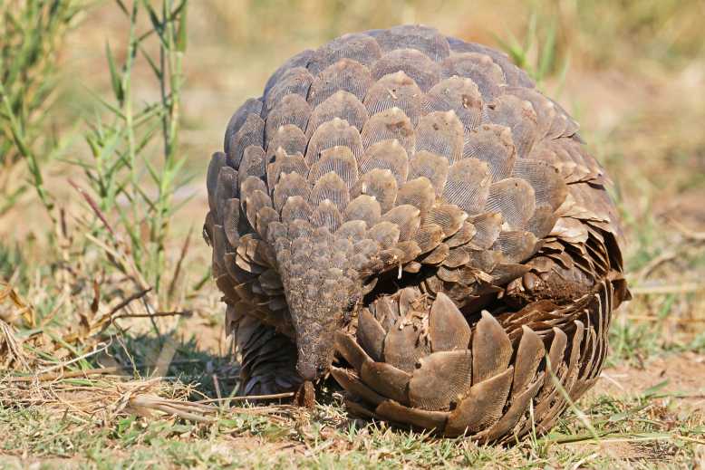 Accusés d'être à l'origine de la pandémie les pangolins sont victimes d'un braconnage intensif