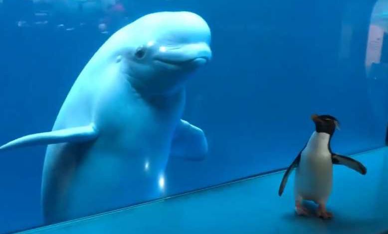 Fermé depuis plus d'un mois, l’aquarium de Chicago laisse ses pingouins se balader où ils veulent
