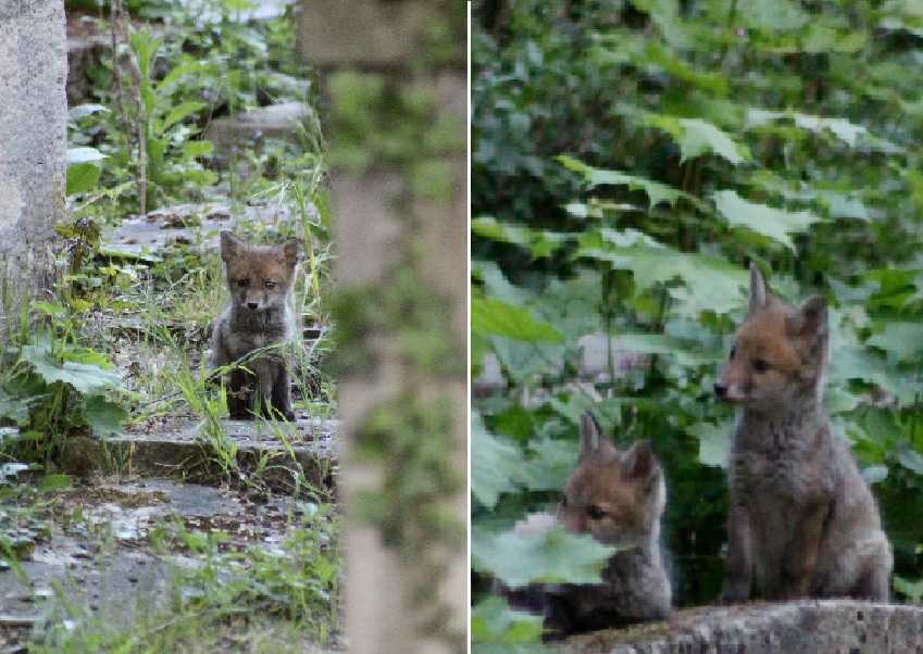 Confinement : les premiers renardeaux sont nés au Père-Lachaise... Et c'est une première à Paris !