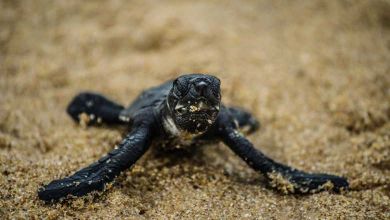 Inde : les tortues de mer réinvestissent les plages et c'est magnifique !