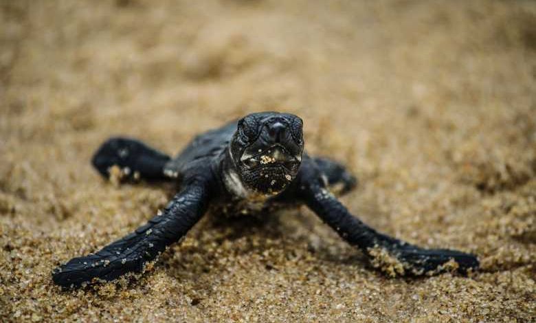 Inde : les tortues de mer réinvestissent les plages et c'est magnifique !