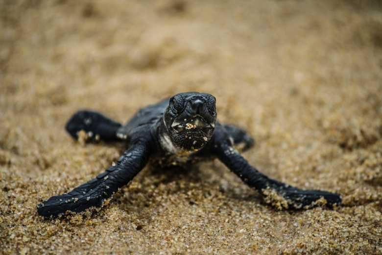 Inde : les tortues de mer réinvestissent les plages et c'est magnifique !