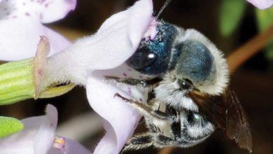 Biodiversité : une abeille bleue que l'on croyait disparue réapparaît en Floride !