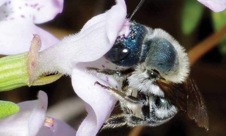 Biodiversité : une abeille bleue que l'on croyait disparue réapparaît en Floride !