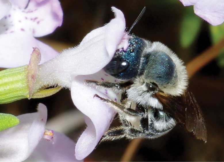 Biodiversité : une abeille bleue que l'on croyait disparue réapparaît en Floride !