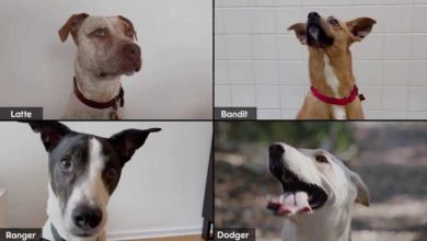 Aux États-Unis, Zoom permet désormais de rencontrer et adopter un chien par vidéoconférence