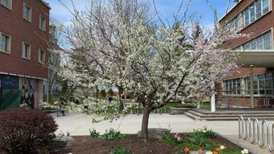 Étonnant ! L'arbre de Frankenstein peut donner jusqu'à 40 variétés de fruits différentes sur un même tronc !