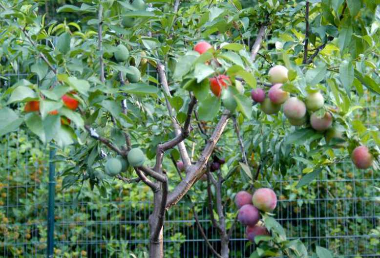 L'arbre de Frankenstein : Il crée un arbre hybride pouvant donner jusqu'à 40 variétés de fruits différentes