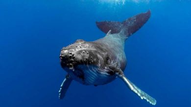 Bonne nouvelle ! Au plus bas en 1950, la population des baleines à bosse a retrouvé 93% de sa population d’origine