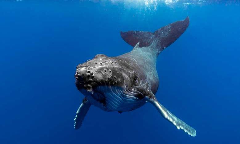 Bonne nouvelle ! Au plus bas en 1950, la population des baleines à bosse a retrouvé 93% de sa population d’origine