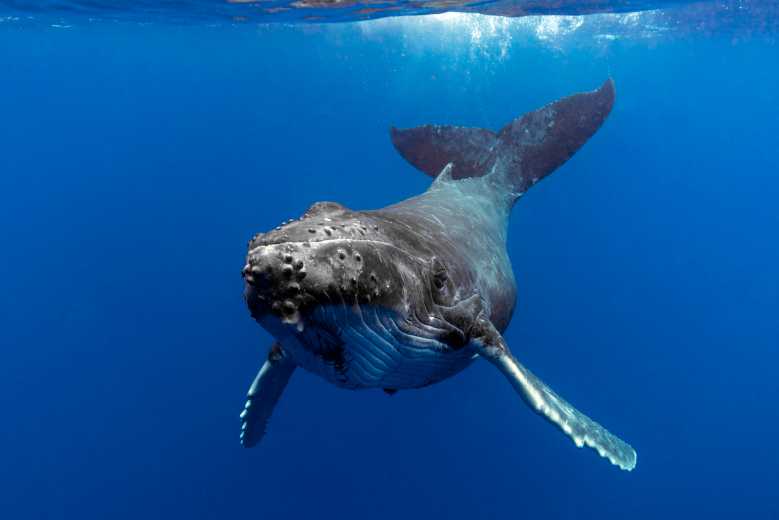 baleine à bosse