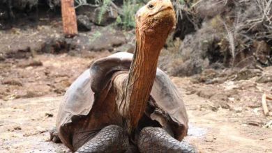 La tortue géante "Diego" a engendré 800 bébés, sauvant ainsi toute son espèce de l'extinction