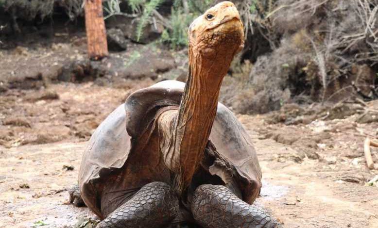 La tortue géante "Diego" a engendré 800 bébés, sauvant ainsi toute son espèce de l'extinction