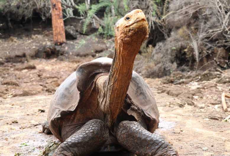 La tortue géante "Diego" a engendré 800 bébés, sauvant ainsi toute son espèce de l'extinction