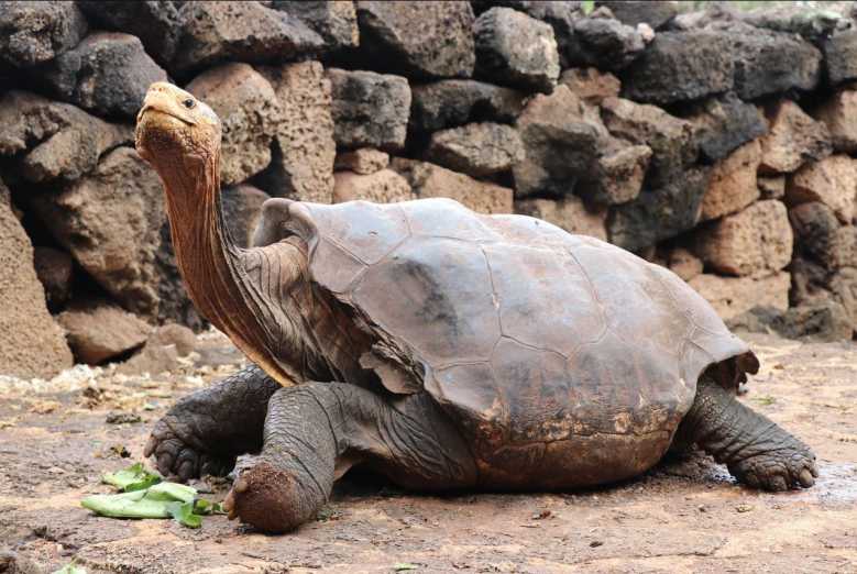 La tortue géante "Diego" a engendré 800 bébés, sauvant ainsi toute son espèce de l'extinction