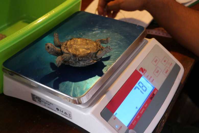 La tortue géante "Diego" a engendré 800 bébés, sauvant ainsi toute son espèce de l'extinction