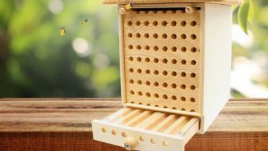 Devenez un Dorloteur d'Abeilles avec une maisonnette à abeilles sauvages