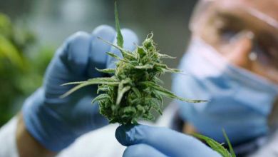 Selon une étude canadienne, le cannabis serait plus efficace que l'hydroxychloroquine contre la Covid-19