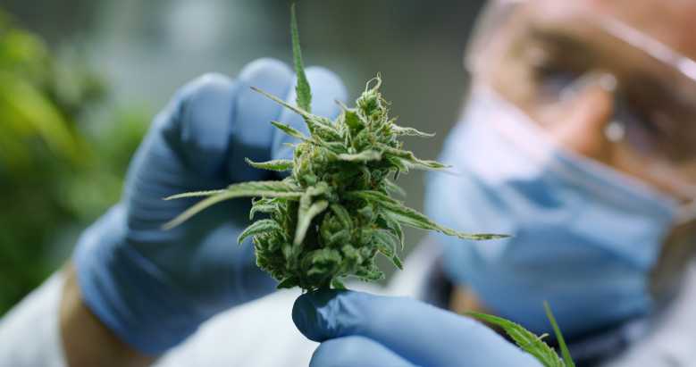 Selon une étude canadienne, le cannabis serait plus efficace que l'hydroxychloroquine contre la Covid-19
