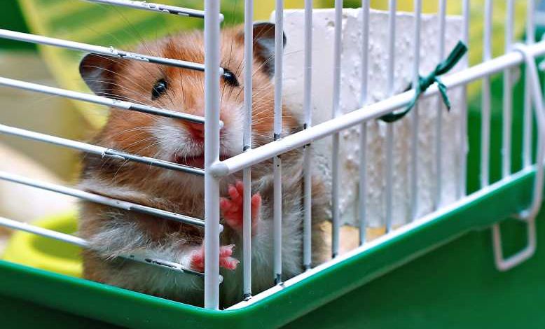 Port du masque : une étude sur des hamsters prouve que le masque limite la propagation du virus.