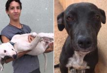 Un jeune brésilien de 17 ans ouvre son propre refuge et recueille déjà une trentaine d'animaux