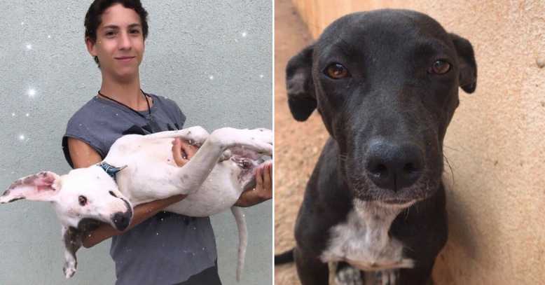 Un jeune brésilien de 17 ans ouvre son propre refuge et recueille déjà une trentaine d'animaux
