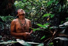 Brésil : face à l'ampleur de l'épidémie, les indigènes Satéré Mawé optent pour les remèdes ancestraux pour lutter contre le coronavirus