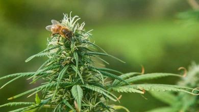 D'après une étude de l'université d'Oxford, les abeilles adorent le cannabis