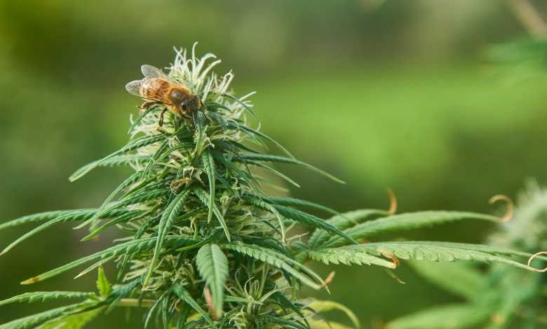 D'après une étude de l'université d'Oxford, les abeilles adorent le cannabis