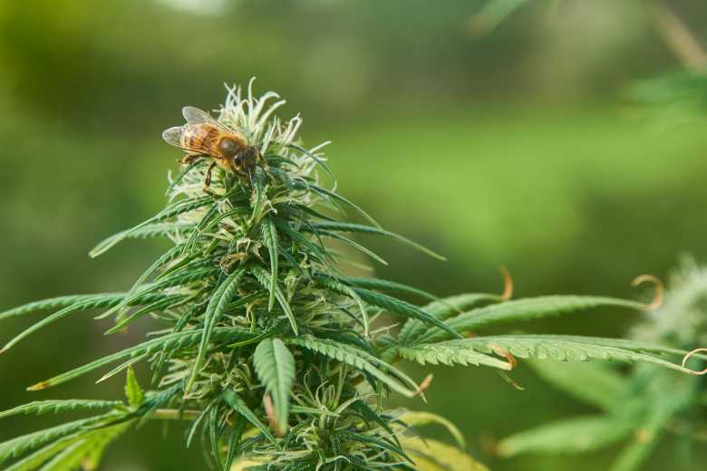D'après une étude de l'université d'Oxford, les abeilles adorent le cannabis