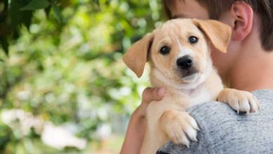 Animaux : En plus de nous aimer inconditionnellement, ils nous aideraient à avoir une meilleure santé