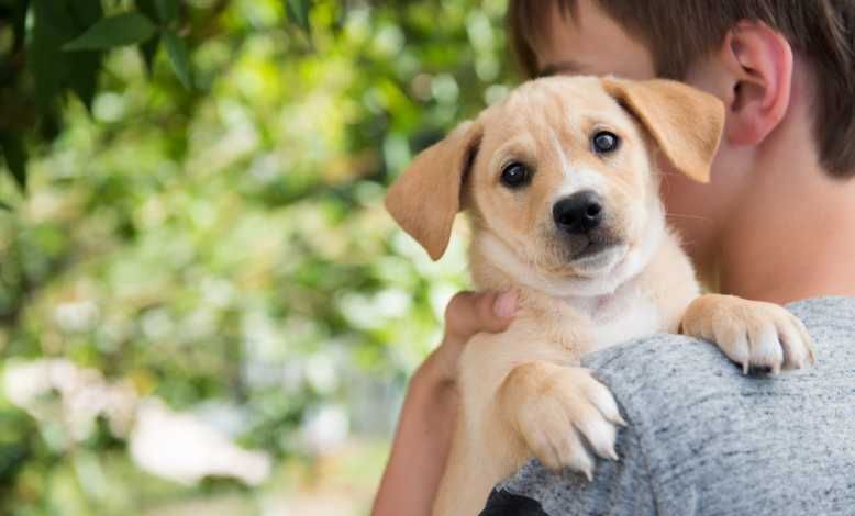 Animaux : En plus de nous aimer inconditionnellement, ils nous aideraient à avoir une meilleure santé