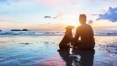 "Nos Vacances Entre Amis", la plateforme qui recense tous les lieux qui acceptent les animaux en vacances !