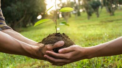 Reforestation : l'Ethiopie prévoit de replanter 20 milliards d'arbres en seulement quatre ans !