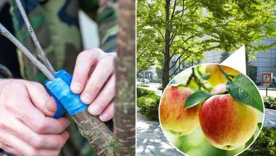 Guérilla Greffeurs : un collectif greffe secrètement des branches d'arbres fruitiers sur les arbres des villes