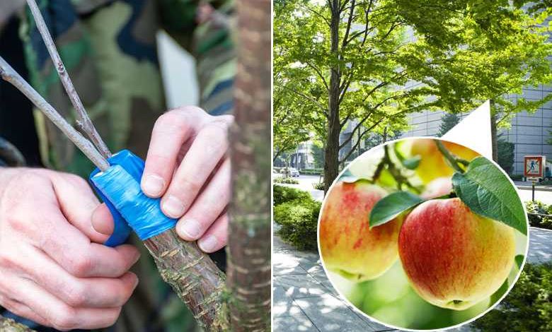 Guérilla Greffeurs : un collectif greffe secrètement des branches d'arbres fruitiers sur les arbres des villes
