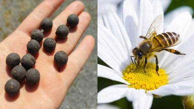 Balles de Graines lance sa deuxième campagne sur Ulule, et ça cartonne toujours autant !