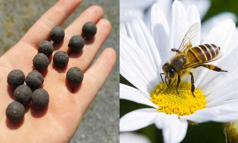 Balles de Graines lance sa deuxième campagne sur Ulule, et ça cartonne toujours autant !